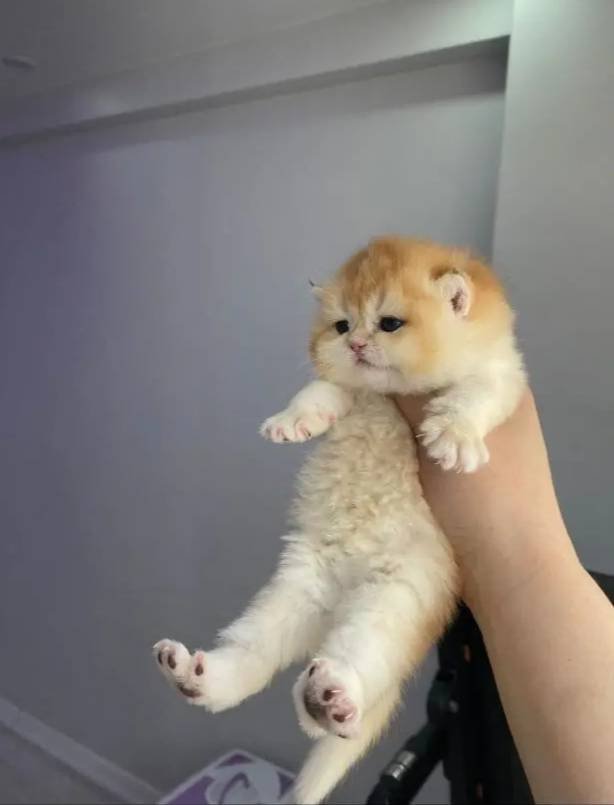 Safkan golden yavrular scrli veya pet