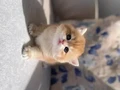 Safkan golden erkek sevimli bebeğimiz 