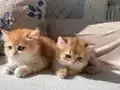 Çok güzel golden dişi secereli veya pet verilecektir 