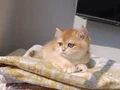 Çok güzel safkan Golden kızımız 