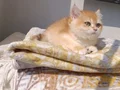 Çok güzel safkan Golden kızımız 