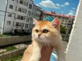 3 aylık golden disi