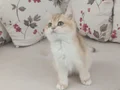 3 aylık golden disi
