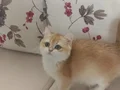 3 aylık golden disi