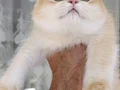 Güzel prensesim