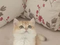 Güzel prensesim