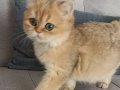 Çok güzel Golden kızlar 