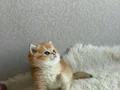 Çok güzel bir Prenses 