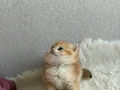Çok güzel bir Prenses 