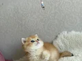 Çok güzel bir Prenses 