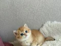 Çok güzel bir Prenses 