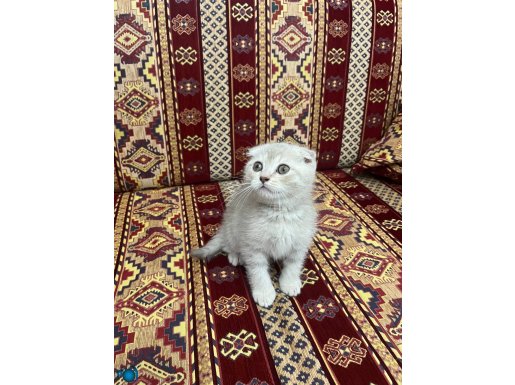İki AYLIK SEVECEN OYUNCU YAVRUMUZ