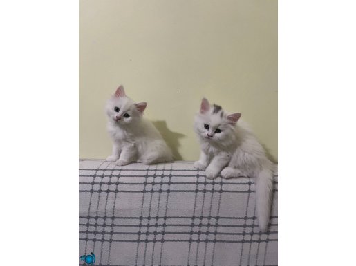SEVECEN SAĞLIKLI YAVRULARIMIZ