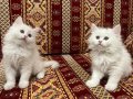 İKİ AYLIK POFUDUK YAVRUMUZ