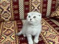 İki AYLIK SEVECEN OYUNCU YAVRUMUZ