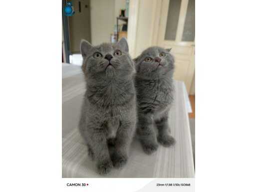 Russian blue