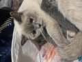 British baba blue point anne yavruları 19 Mart doğumlu güzel
