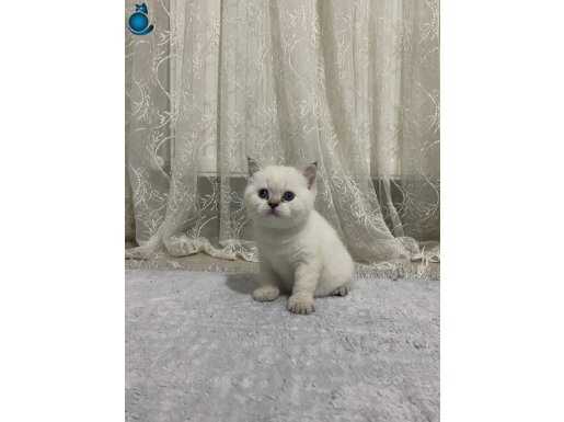 İzmir Bornova’da Mavi Maskeli Scottish Straight Yavrusu