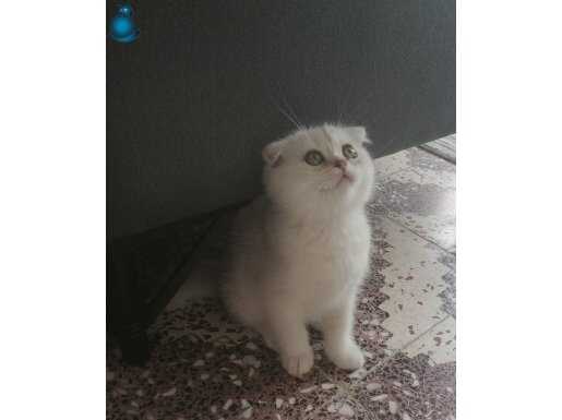 Pamuk kızım 