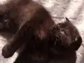 Çikolata bebeğim