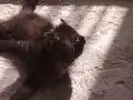 Çikolata bebeğim