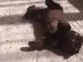 Çikolata bebeğim