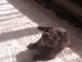 Çikolata bebeğim