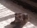 Çikolata bebeğim