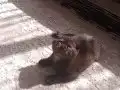 Çikolata bebeğim