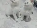Güzel prenseslerim