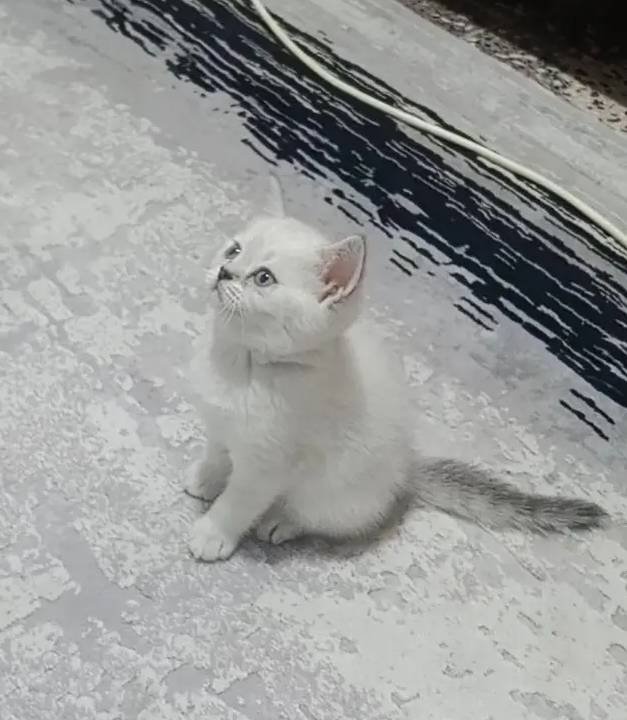Güzel prenseslerim