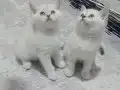 Güzel prenseslerim
