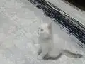 Güzel prenseslerim