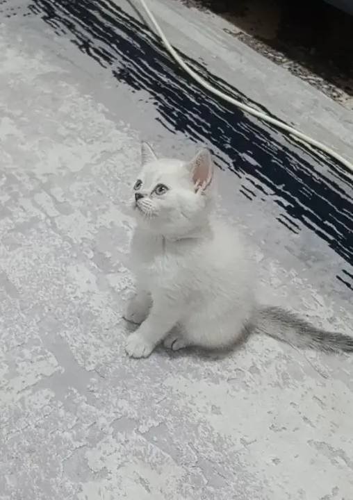 Güzel prenseslerim
