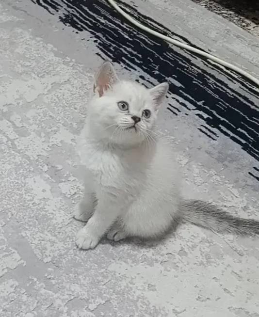 Güzel prenseslerim