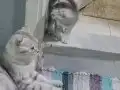 Yakışıklı bebeğim