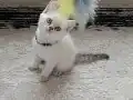 Güzel prensesim 