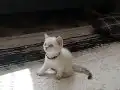 Güzel prensesim 