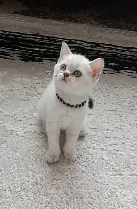 Güzel prensesim 