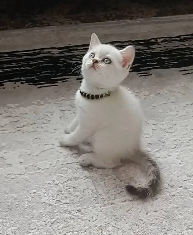 Güzel prensesim 