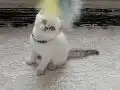 Güzel prensesim 