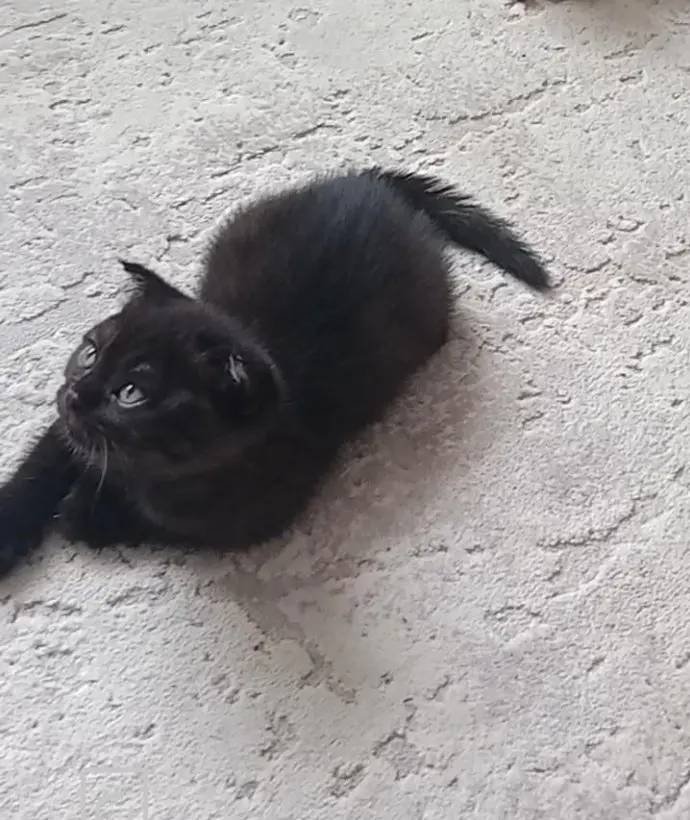 Black Bebeğim 