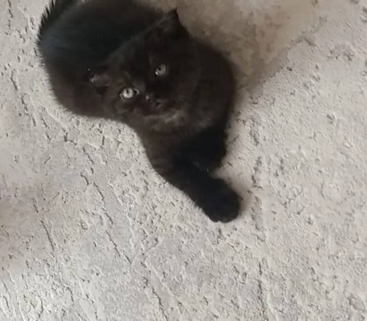 Black Bebeğim 