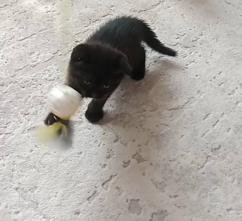 Black Bebeğim 
