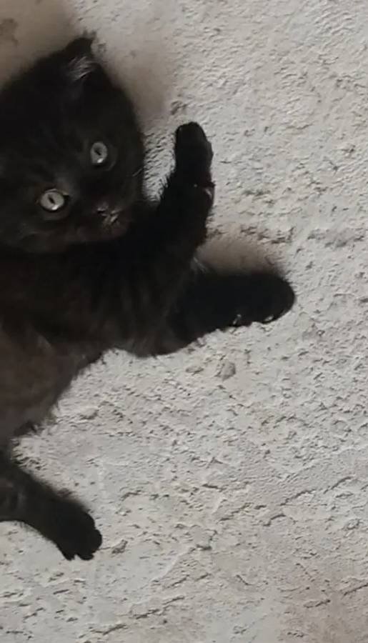 Black Bebeğim 