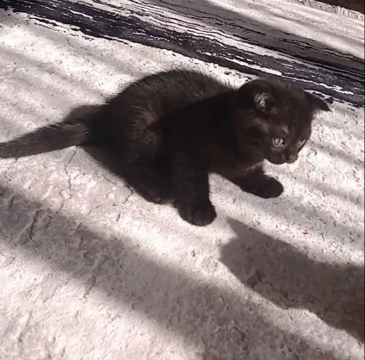 Black Bebeğim 