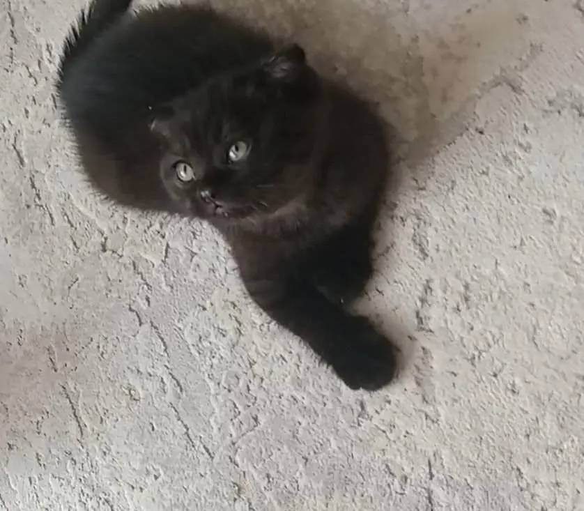 Black Bebeğim  