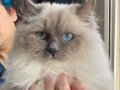 Ragdoll Mitted Sahiplendiriyoruz