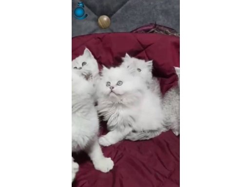 Harika anatomiye sahip şekerler 