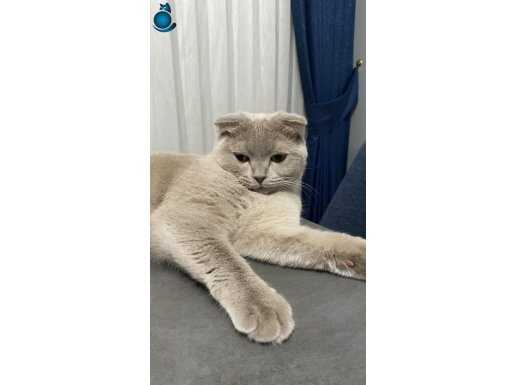 Uysal kedimiz 1 yaşında mecburiyeten veriyorum 